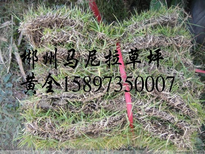 湖南郴州草坪价格（湖南郴州草坪图）湖南郴州草坪厂家 
