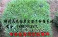 绿化草坪价格=供应绿化草皮（马尼拉草坪） 