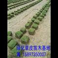 郴州马尼拉草皮规格 