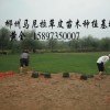 绿化草坪种植经验分享 