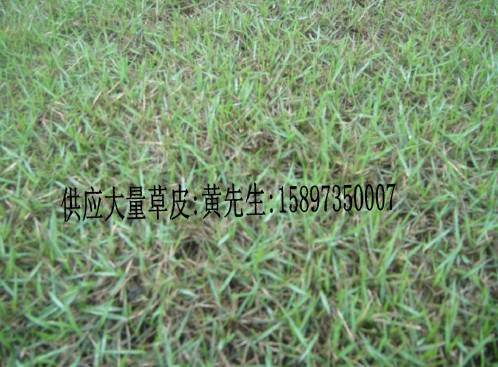 广西马尼拉草皮厂家--广西马尼拉草皮价格-（广西马尼拉草皮） 