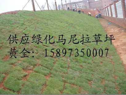 湖南马尼拉草坪 