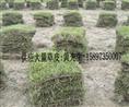 湖南(马尼拉草) 湖南草皮+马尼拉草价格 