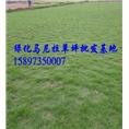 南昌草皮【江西南昌草皮价格】 