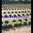 贵州马尼拉草皮价格及图片 