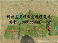 (草坪批发){郴州草坪}(绿化草坪){草坪价格}{马尼拉草坪} 