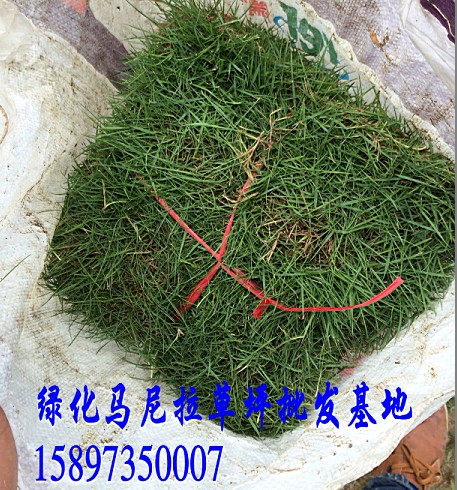 重庆结缕草【重庆结缕草坪价格】 