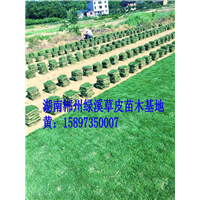 武汉草坪批发网  马尼拉草坪多少钱一平方？ 