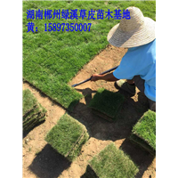 兴义草坪 凯里草皮/铜仁绿化草皮 