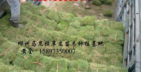 绿化草坪=郴州绿化草坪=绿化草坪价格=供应绿化草坪 
