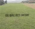 福建马尼拉草皮 福建马尼拉草坪 