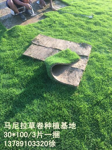 贵州马尼拉草卷 贵州草卷价格 
