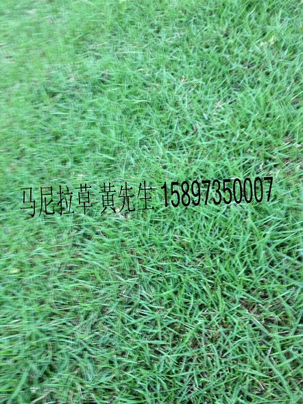 供应广东马尼拉草坪+深圳马尼拉草坪>东莞马尼拉草坪 