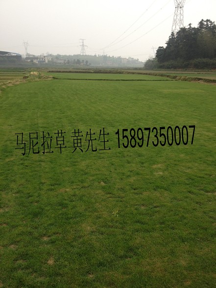 贵州草皮(贵州马尼拉草皮—贵州草坪) 
