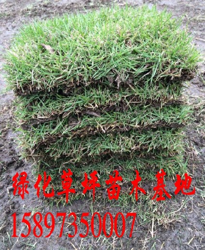广东马尼拉草坪价格 