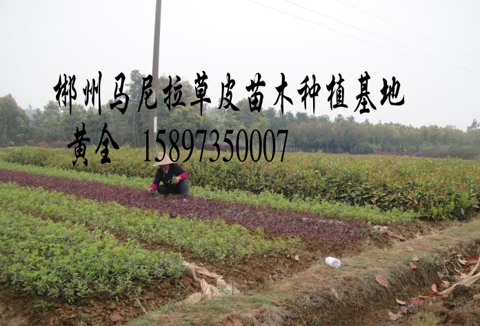 马尼拉草坪~湖南马尼拉草皮~ 