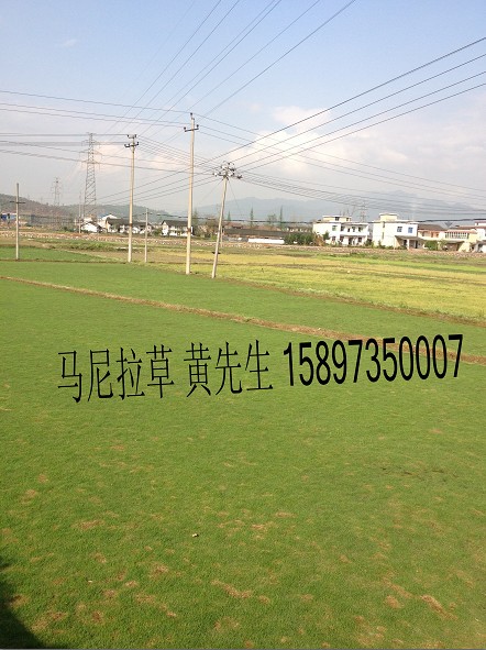 湖北马尼拉草坪~湖北马尼拉草坪 