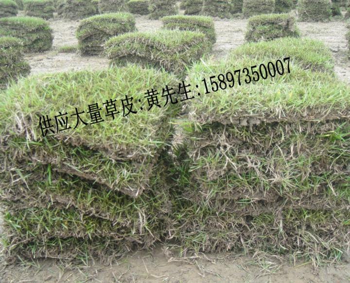 草皮价格,草坪多少钱一平米,草坪行情 