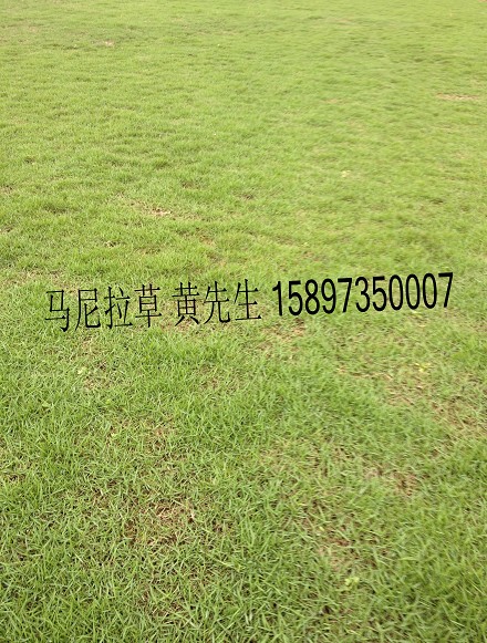 湖南马尼拉草坪 