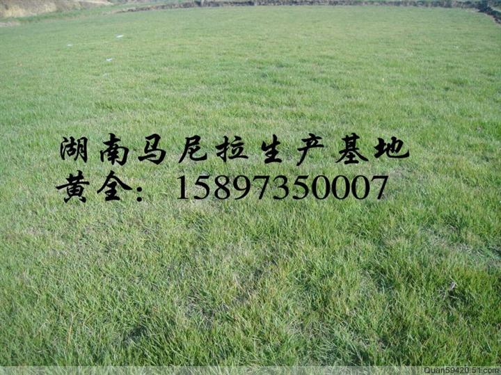 绿化草皮 