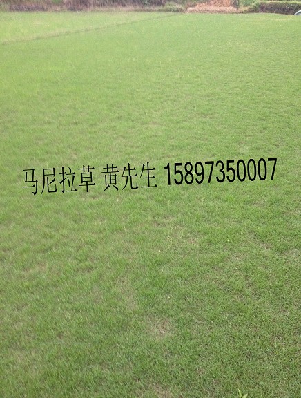 **的马尼拉草坪+湖南马尼拉草坪 