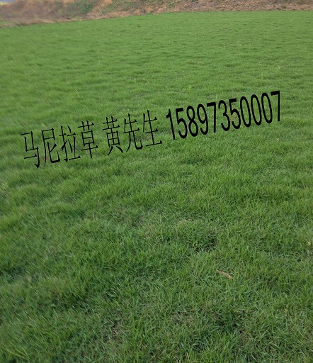 郴州草皮~郴州草皮价格~湖南郴州草皮 