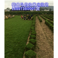 【重庆马尼拉草皮】价格及行情 