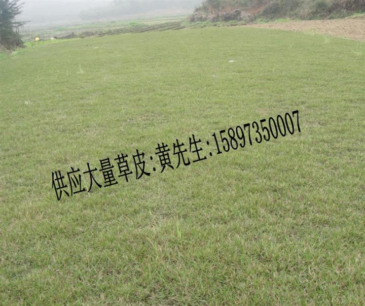 长沙马尼拉草皮厂家=马尼拉草皮基地=马尼拉草皮价格 