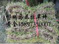 湖南草皮=湖南郴州马尼拉草坪（马尼拉草皮）=郴州马尼拉草皮 