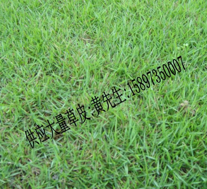 大量马尼拉草坪出售==湖南郴州马尼拉草坪 
