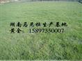 ##百度知道##湖南郴州草坪价格，湖南草坪，15897350007 