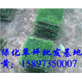 马尼拉草皮价格 