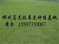 郴州草坪多少钱=郴州草皮图=郴州绿化草皮 