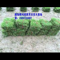 湖南马尼拉草皮 