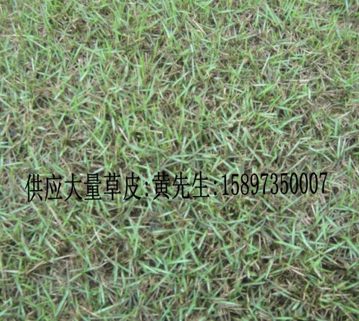 8*湖南【马尼拉草】坪价格 