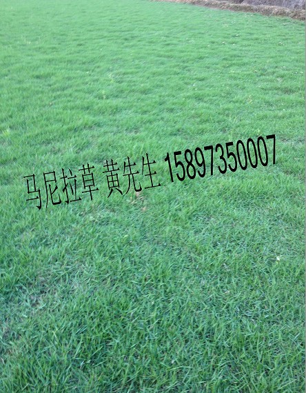 %贵州草坪~贵州草坪价格~贵州马尼拉草坪 