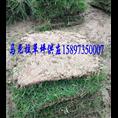 批发福建马尼拉草皮 