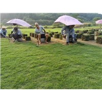湖南马尼拉草皮