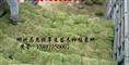 重庆哪里有草皮=草坪价格=马尼拉草基地 