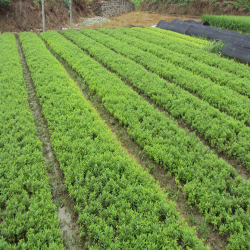 小杜鹃=湖南小杜鹃=郴州小杜鹃价格 