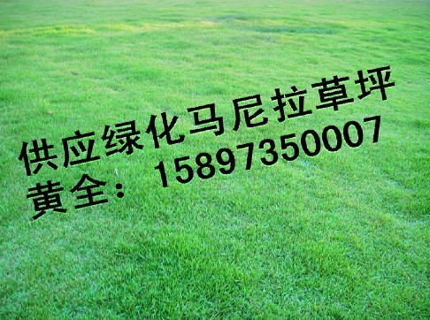 **马尼拉草皮【马尼拉草坪】 