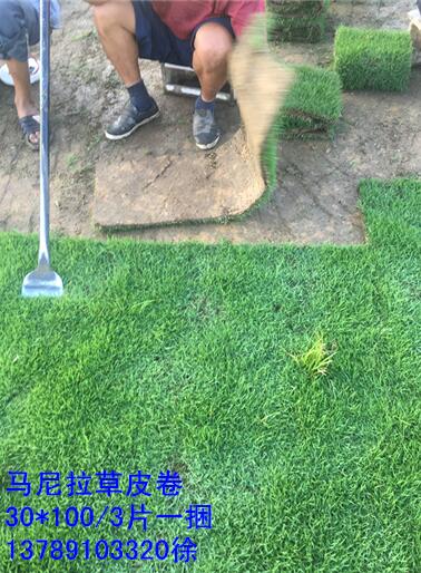江西草卷价格 江西绿化草卷 江西马尼拉草卷 