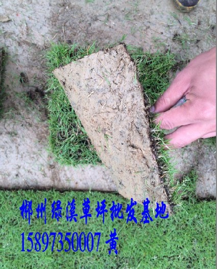 马尼拉草行情价格 