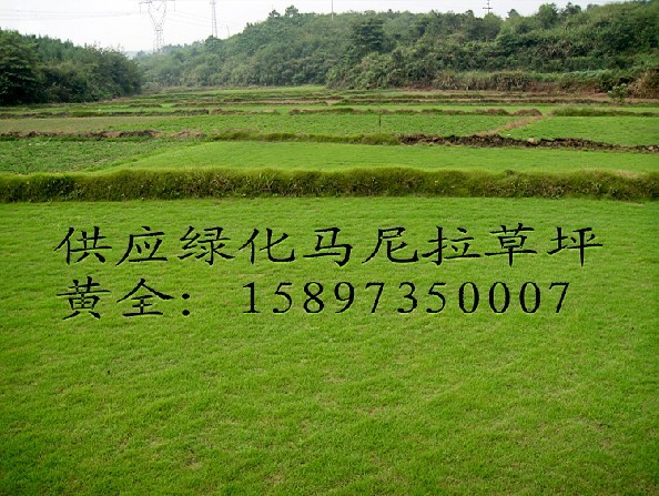 广东马尼拉草坪——广州马尼拉草皮 
