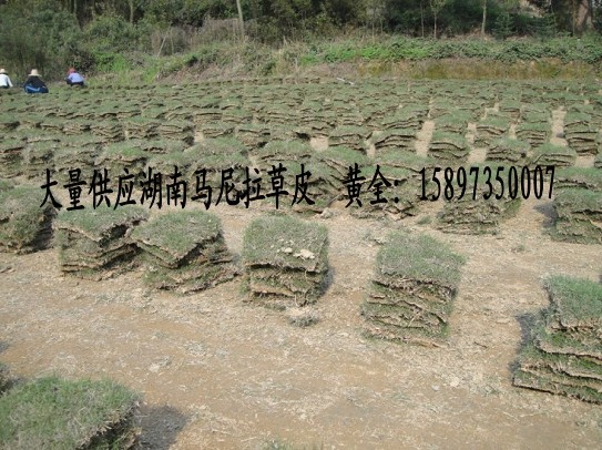 马尼拉草坪(马尼拉草坪价格)马尼拉草坪图 