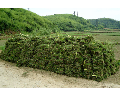 供应台湾草=台湾草坪价格=台湾草皮基地=台湾草行情 