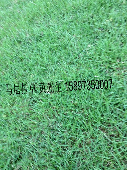 重庆草皮——马尼拉草皮 