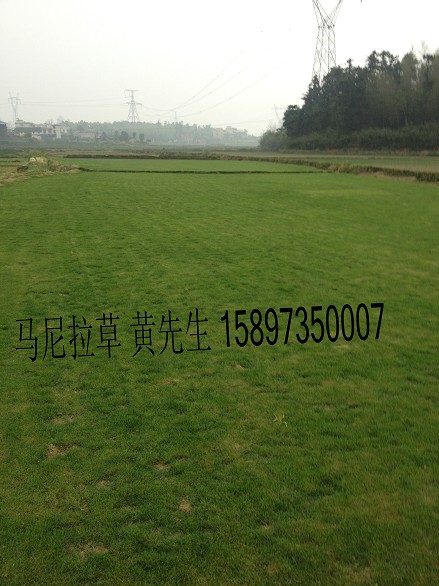 湖南(马尼拉草)(湖南马尼拉草)价格(供应马尼拉草) 