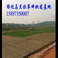 供应【玉龙草】价格【玉龙草】行情 