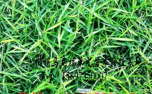 安庆草坪现在价格(安庆草皮) 